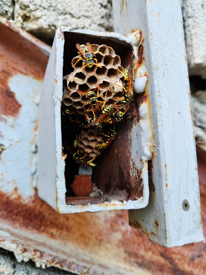 heros-img Detailed view of a wasps nest inside a rusty metal box, showcasing complex honeycomb structure.